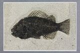 Framed Fossil Fish (Cockerellites) - Wyoming #144129-1